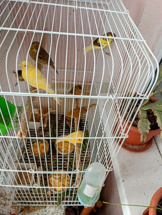 Canari tineri de 2 luni perfect sănătoși și inelati