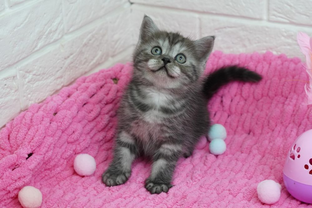 Шотландские котики и кошечки