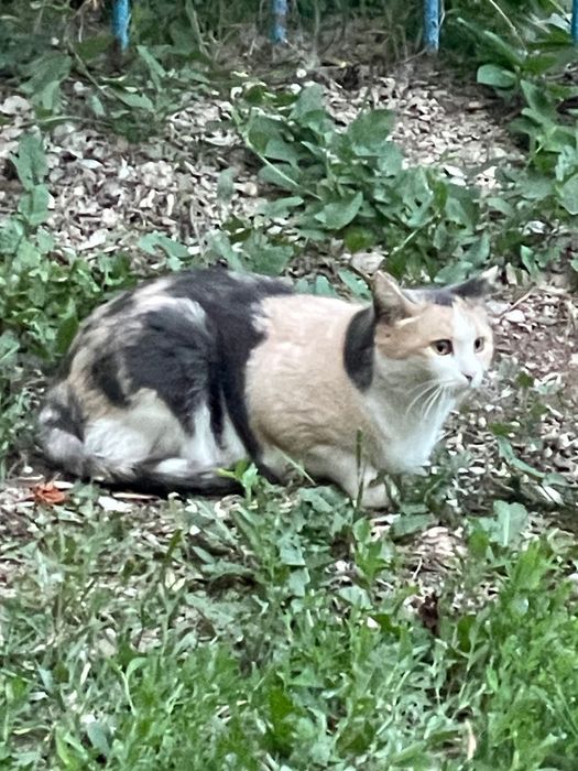Кот ищет хозяина