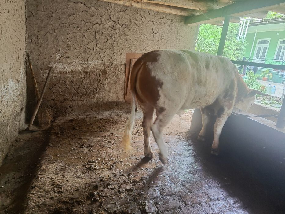 Rasiski smental tani sogʻ 550kg