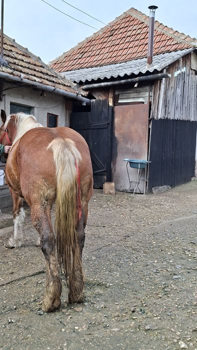 Iapă de vânzare de 5 ani