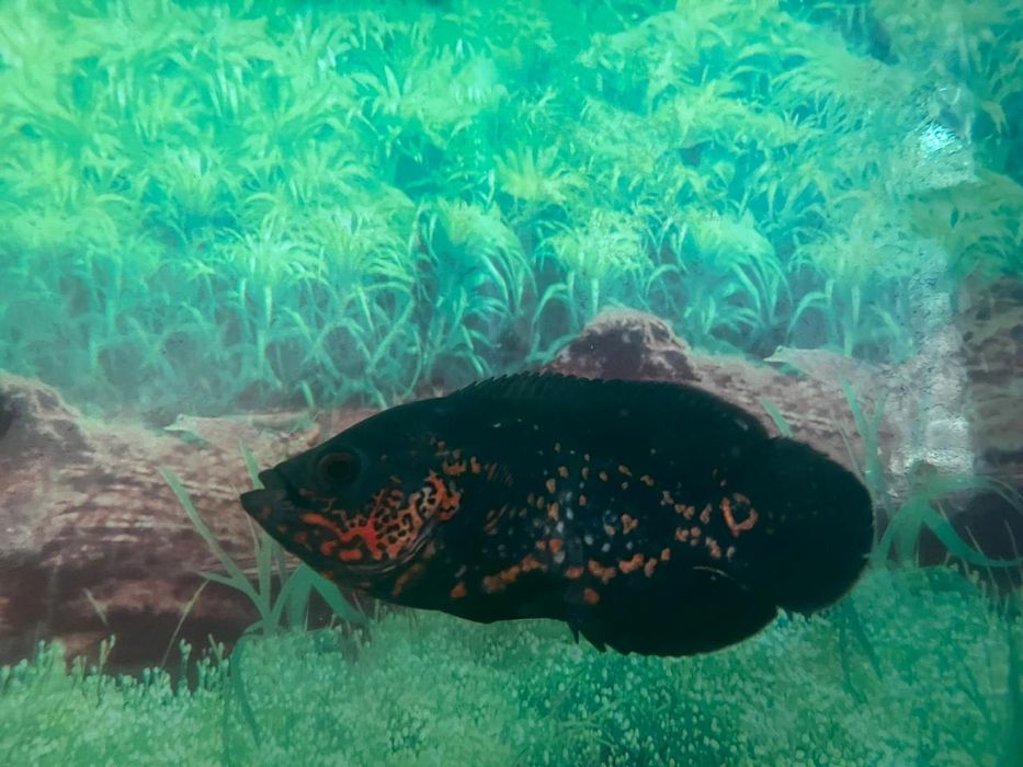 Аквариум на 100 литров