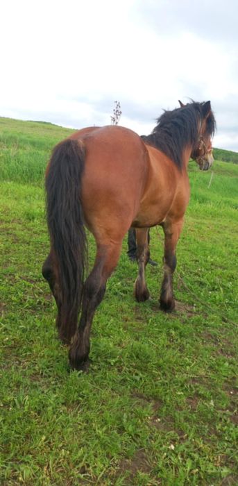 Vând sau schimb cu o mânză