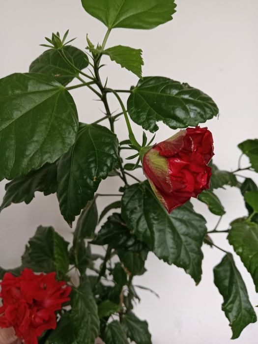 Продам цветы. Гибискус