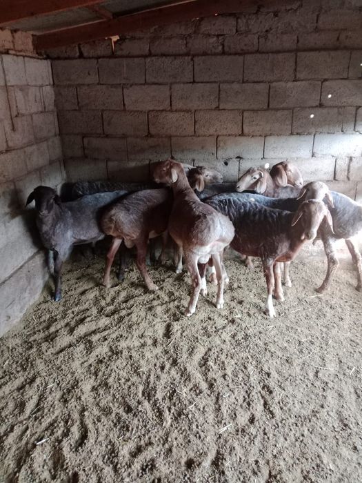 Семіз қойлар сатылады