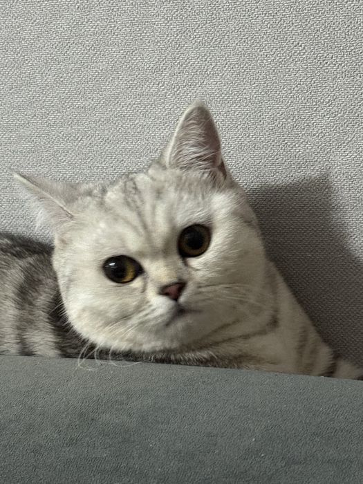 Кошка британская отдам даром