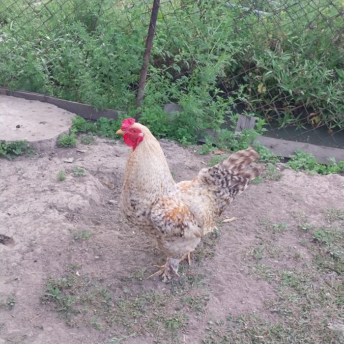 Продам домашний петух.