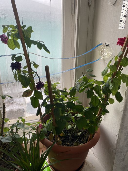 Продам Комнатные растения