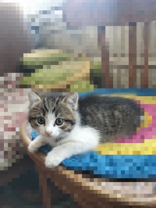Отдам котёнка в добрые руки