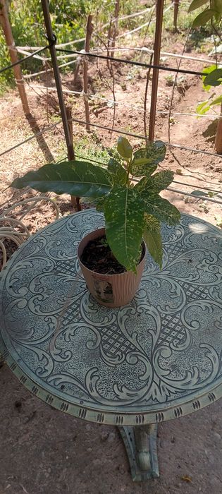 Продам комнатные растения
