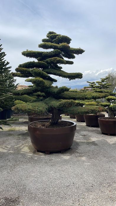 Vindem bonsai din pin