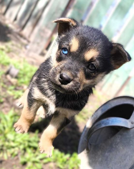 отдам щенков в хорошие руки