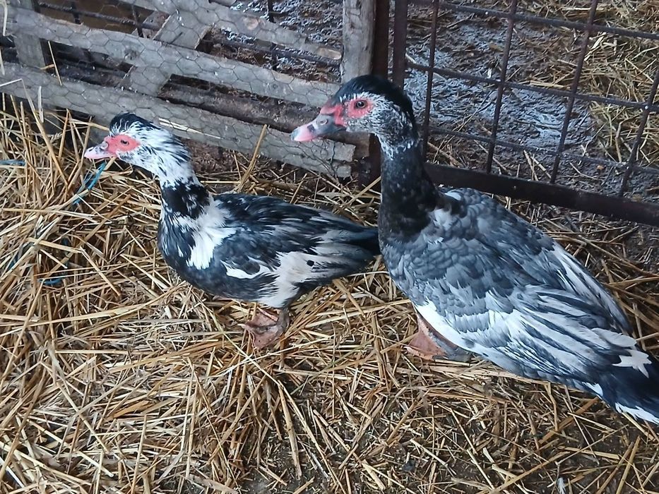 Mătase japoneza si rațe leșești