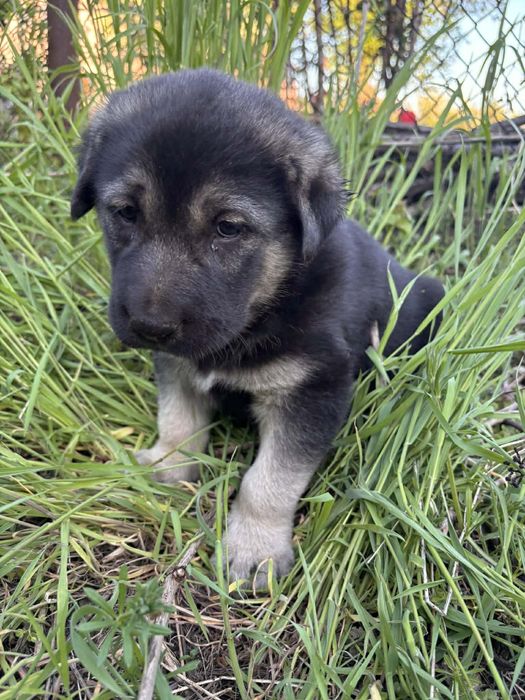 Малки кученца си търсят дом