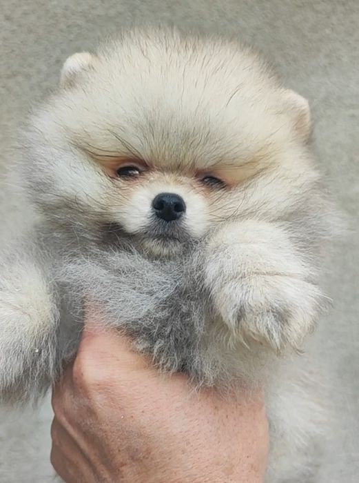 Померани момче и момиче