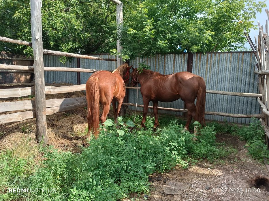 Лошад кобыла ...