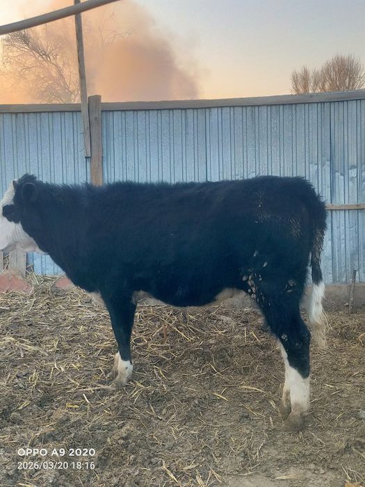 Баспактар сатылады