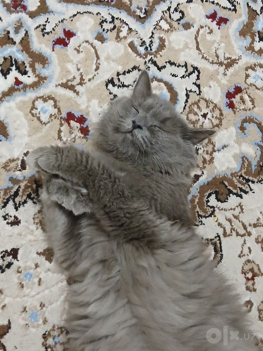 Nebelung zotli chiroyli kulrang mushuk sotiladi