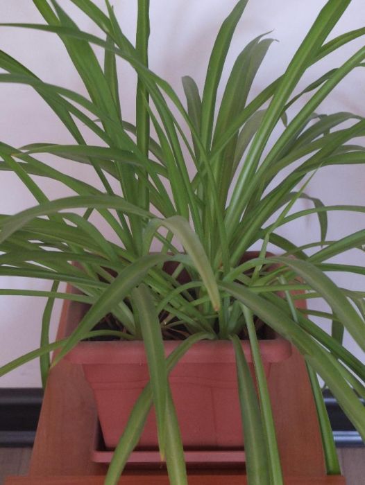 Хлорофитум. Цветок