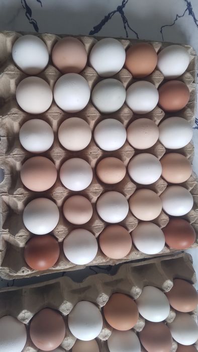 Домашний яйцо Жумыртка