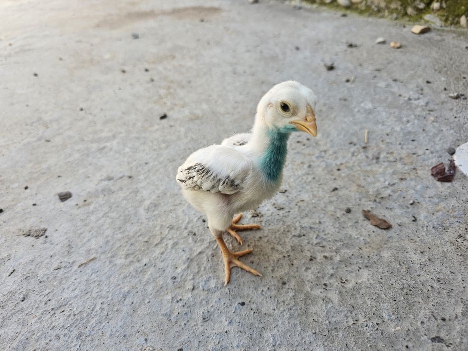 О шамо империя балапандары сатылады