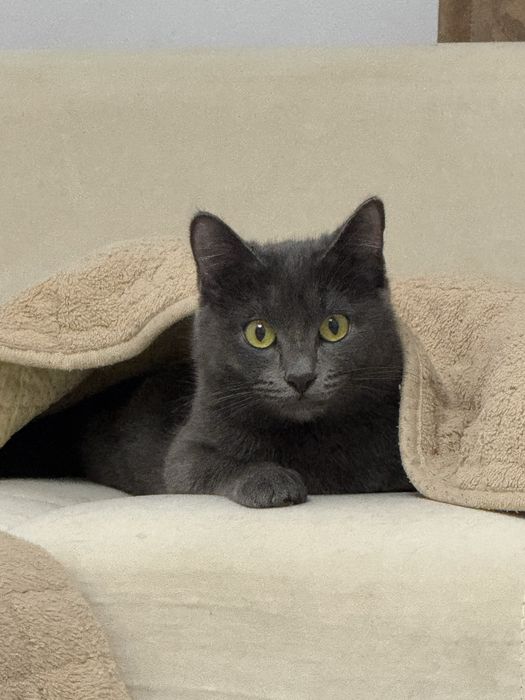 Отдам кота и кошку ( трлтко вместе)