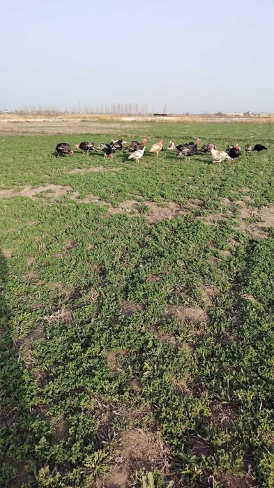 Курка бор сотилайкон