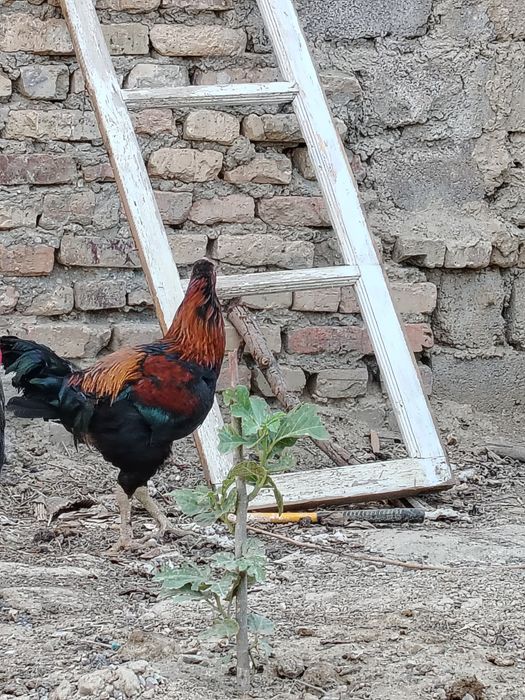 Dakan hóroz sotiladi
