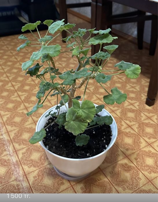 Продам комнатные цветы