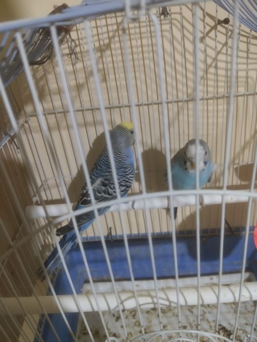 Papugay sotiladi 1 para