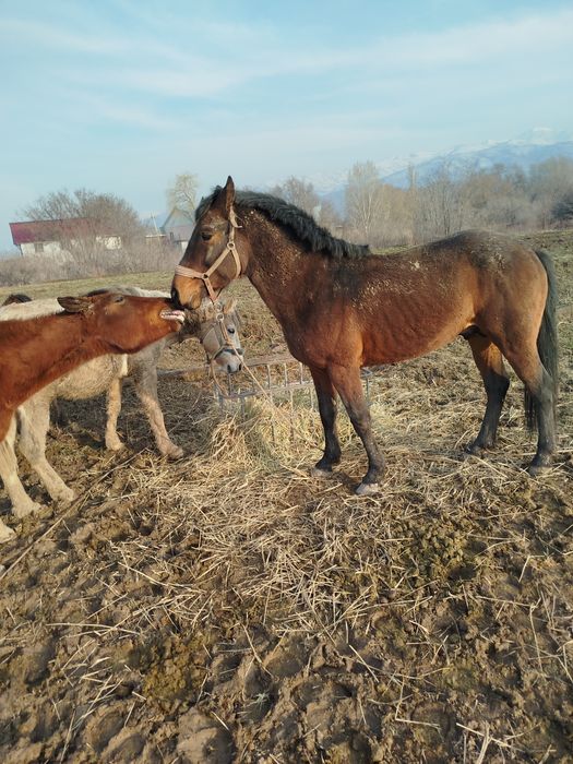 Продам жеребца 5 лет