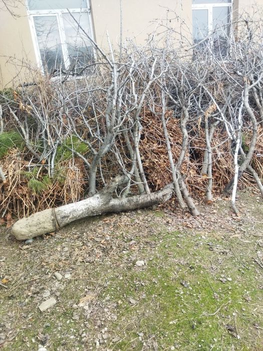 Продаю    дрова.