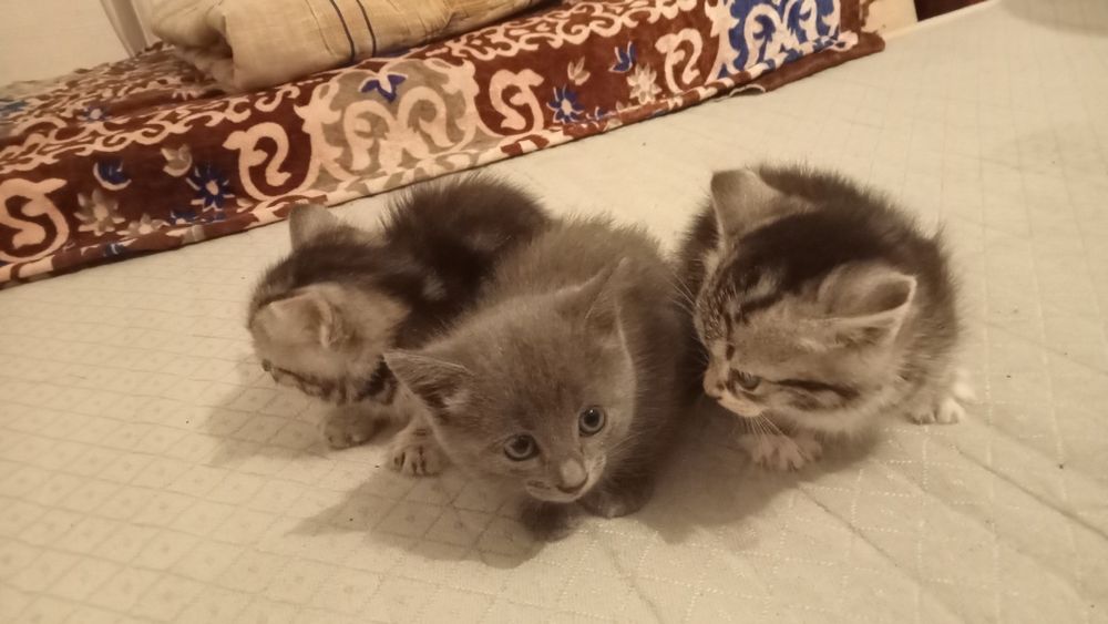 2 девочка 1 малчик   маленки