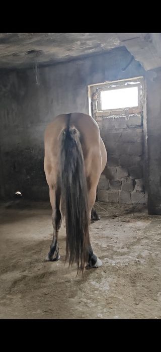 Продаю мугалжарского жеребца