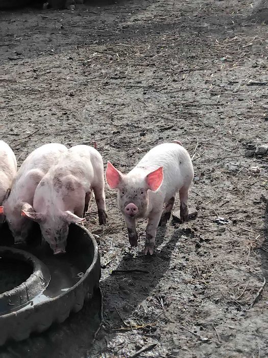 Продавам малки прасенца.