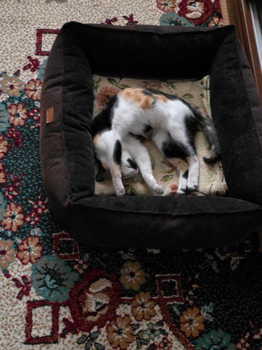 Подарю красивую домашнюю кошечку