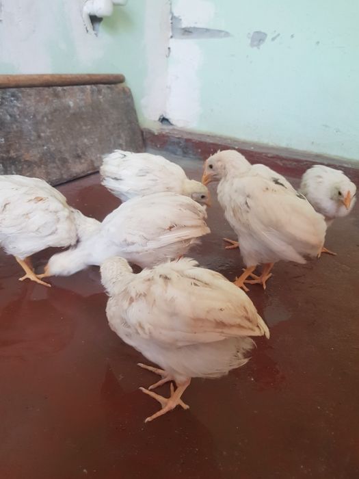 Oq jujalar sotiladi + 1 ta jaydari jo'ja kattalari 1 oy 20 kunlik
