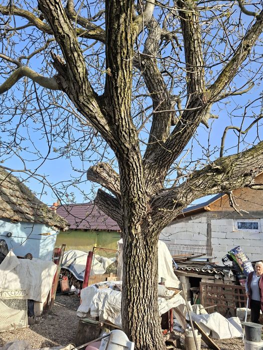 Vând nuc, trunchiul fără noduri