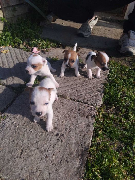 Джак ръсел мъжко и женски