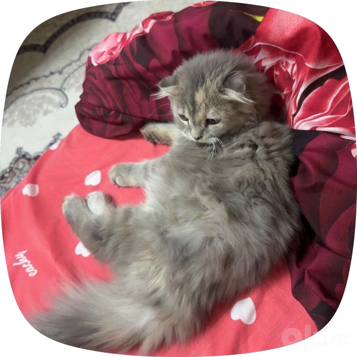 Скотиш фолд  кошка