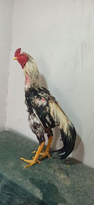 Дакан атлас сатылады