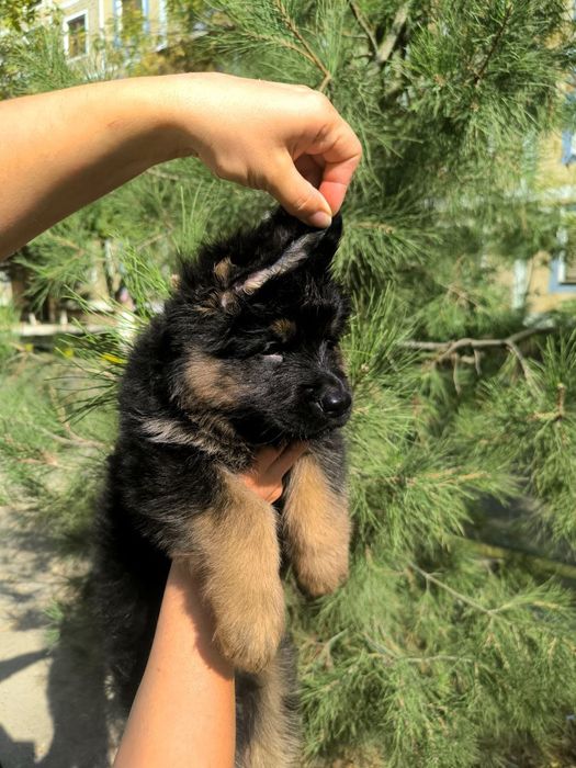 Немецкая овчарка.