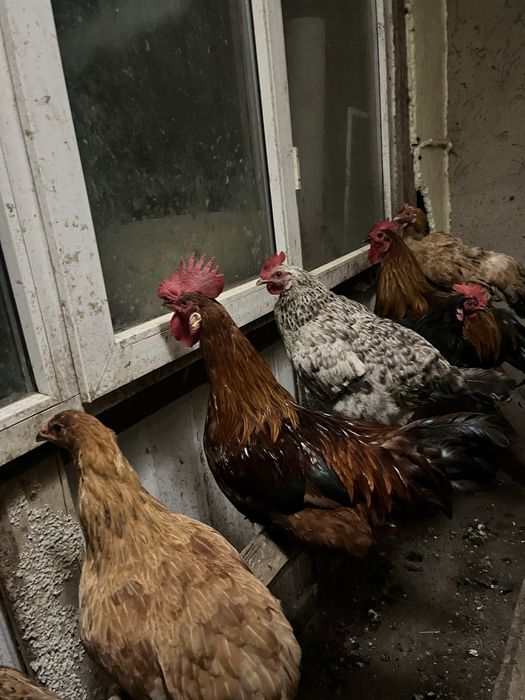 Продам петушковвв