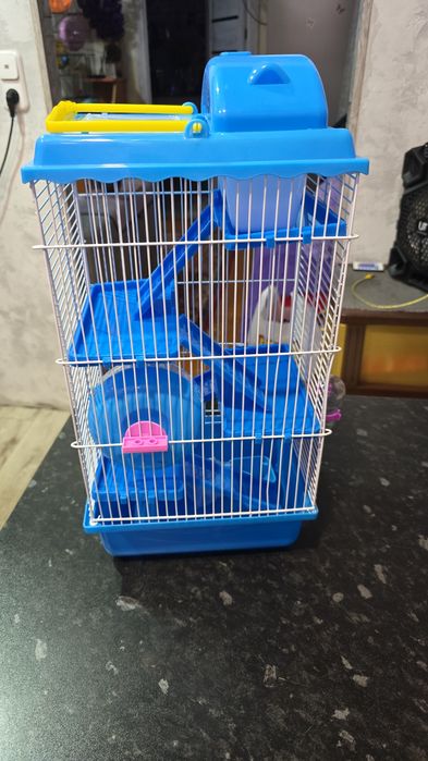 Сирийские хомяки