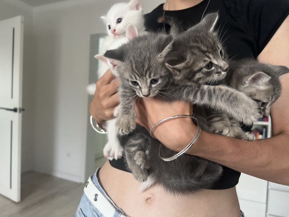 Котята бесплатно