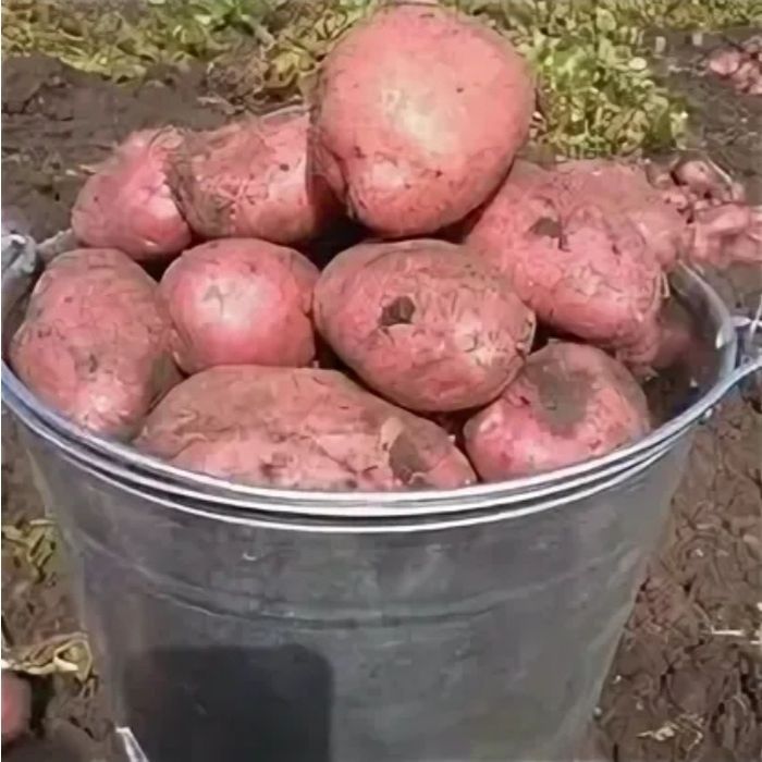 Продам картофель