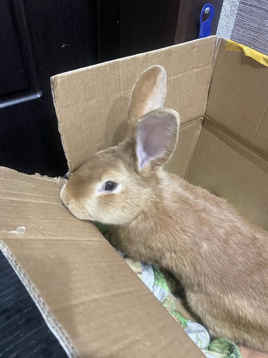 Продам кроликов…