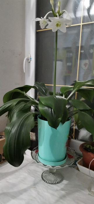 Эухарис ( амазонская лилия)