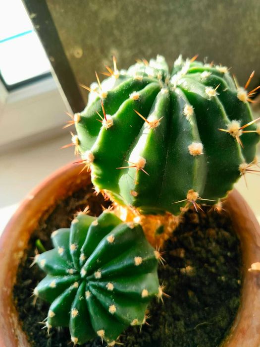Комнатный цветок Кактус