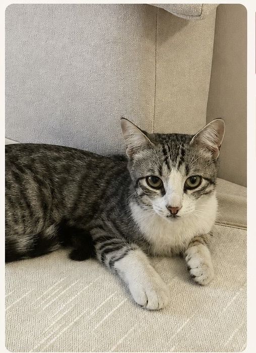 Потерялся кот. Нашли кота.